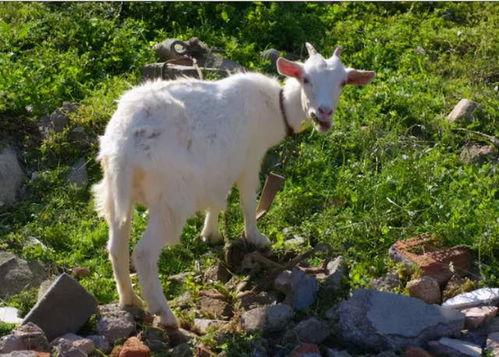羊了个羊吃瓜娱乐,吃瓜娱乐背后的网络狂欢