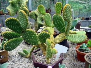 仙人掌吃瓜娱乐,仙人掌与瓜果的奇幻娱乐之旅